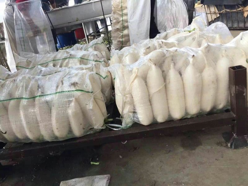 白萝卜1~1.5斤起
