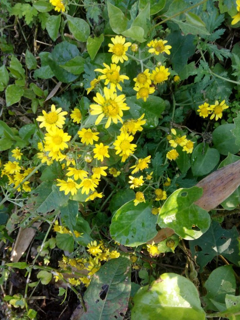 野菊花统货