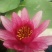 荷花40~50cm