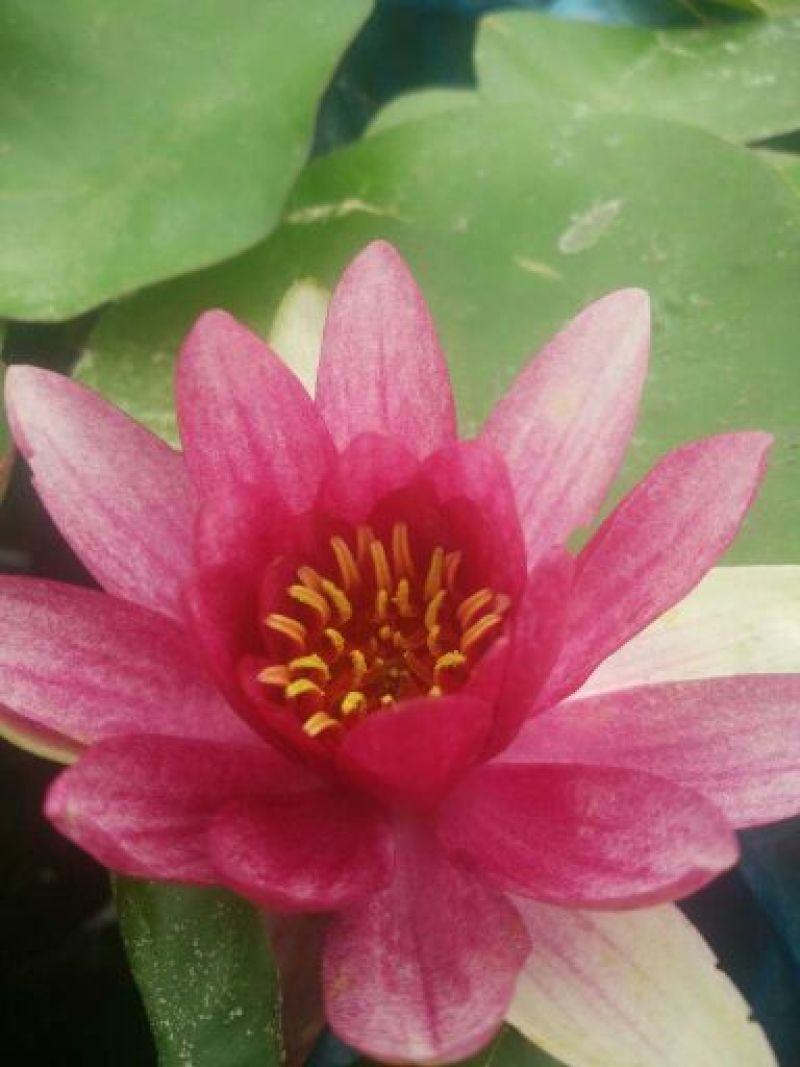荷花40~50cm