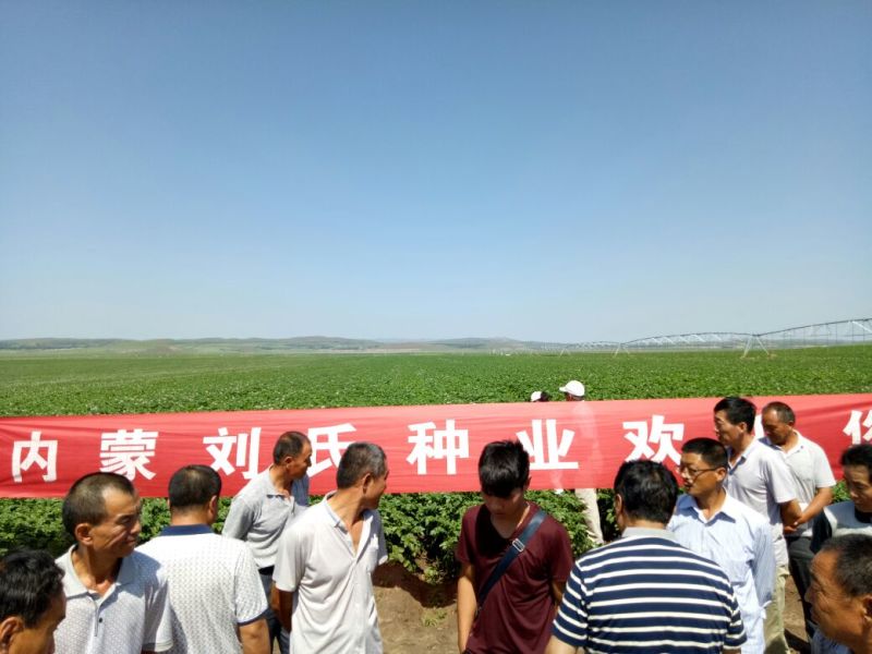 荷兰十五土豆种子一级种薯