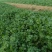 大叶香菜20~25厘米以上