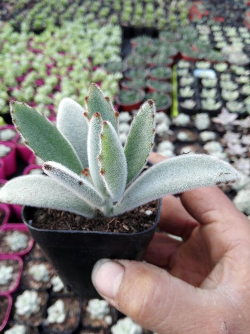 多肉植物带盆栽好