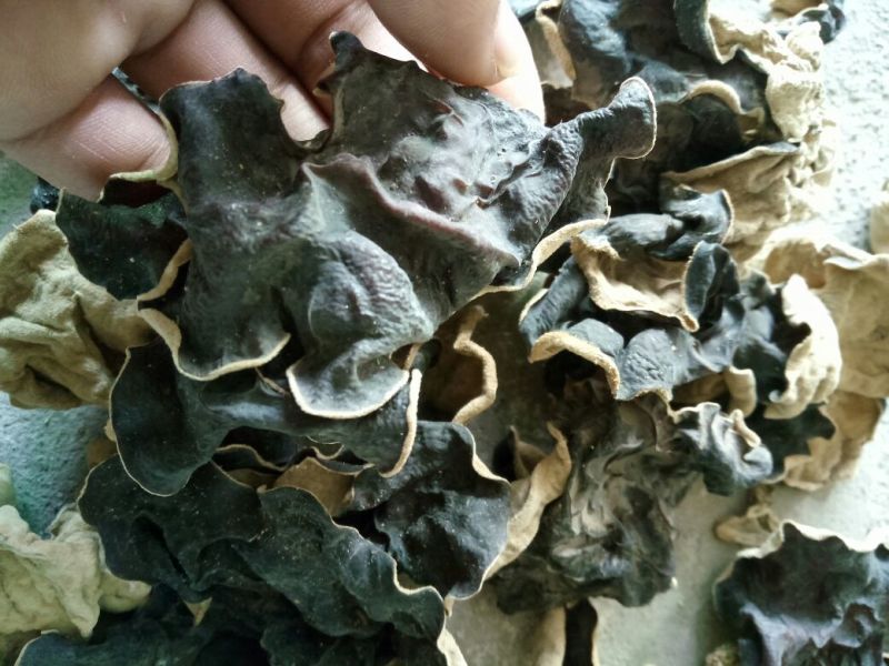 毛木耳特级