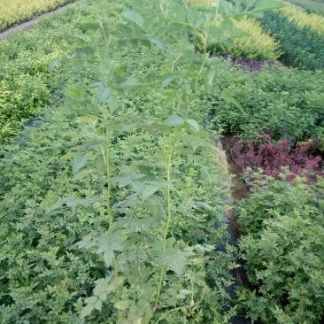 蔷薇花30~50cm