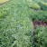 蔷薇花30~50cm