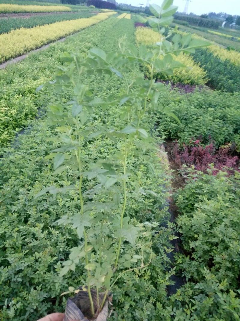蔷薇花30~50cm