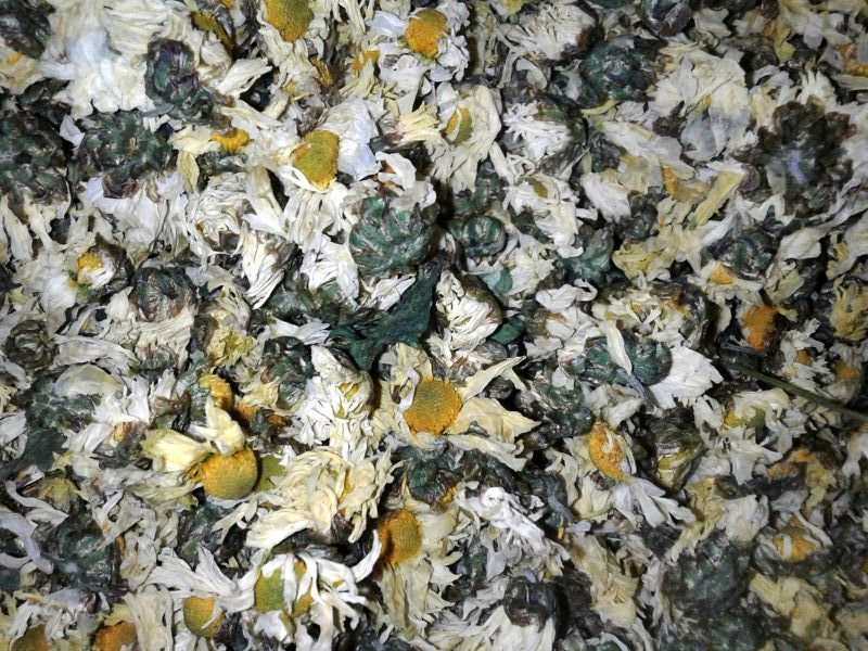 杭州白菊散装