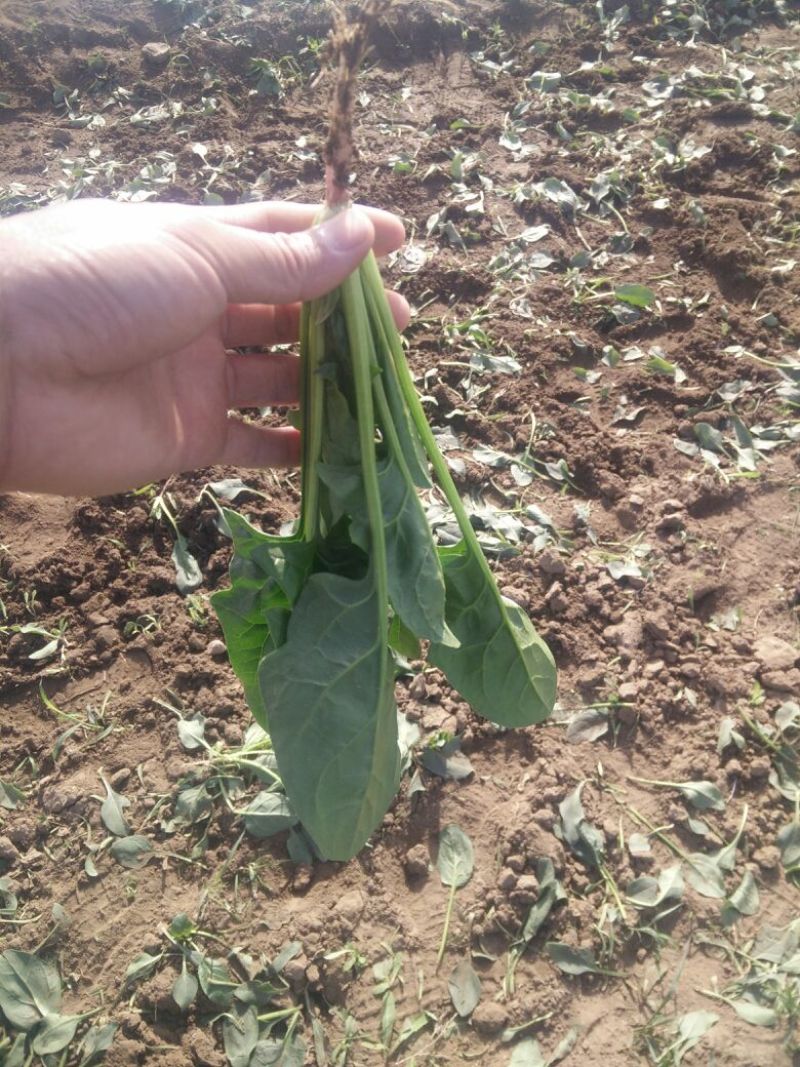 大叶菠菜25~30厘米