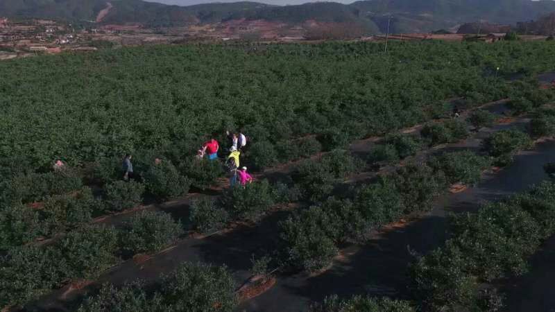 南高丛蓝莓10~12mm以上