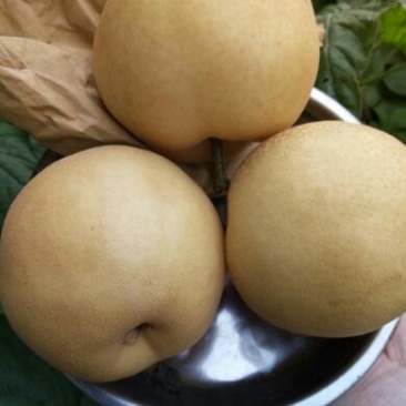 丰水梨300~350g纸袋