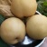 丰水梨300~350g纸袋