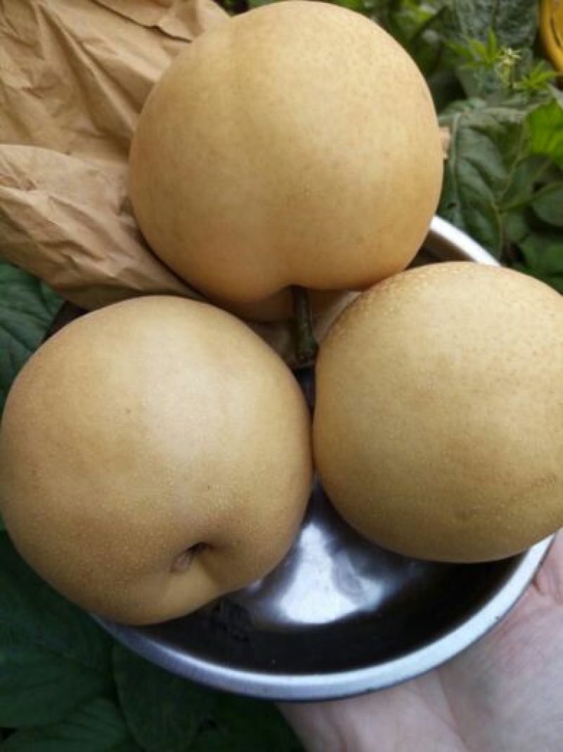 丰水梨300~350g纸袋