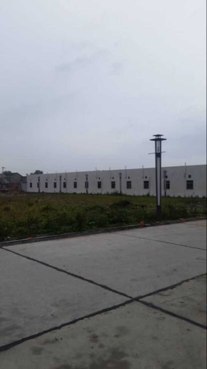 扬州大白鹅苗