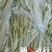 九粒白芸豆20cm以上