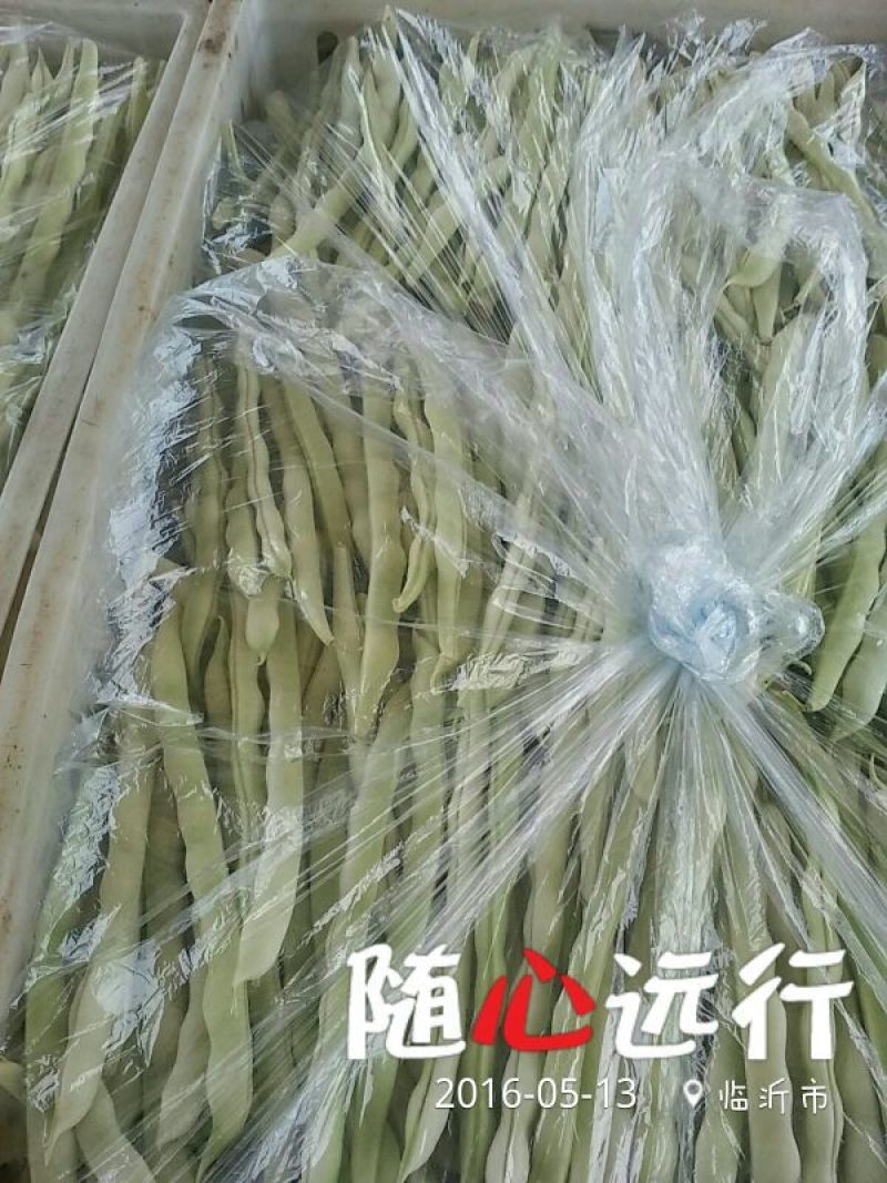 九粒白芸豆20cm以上