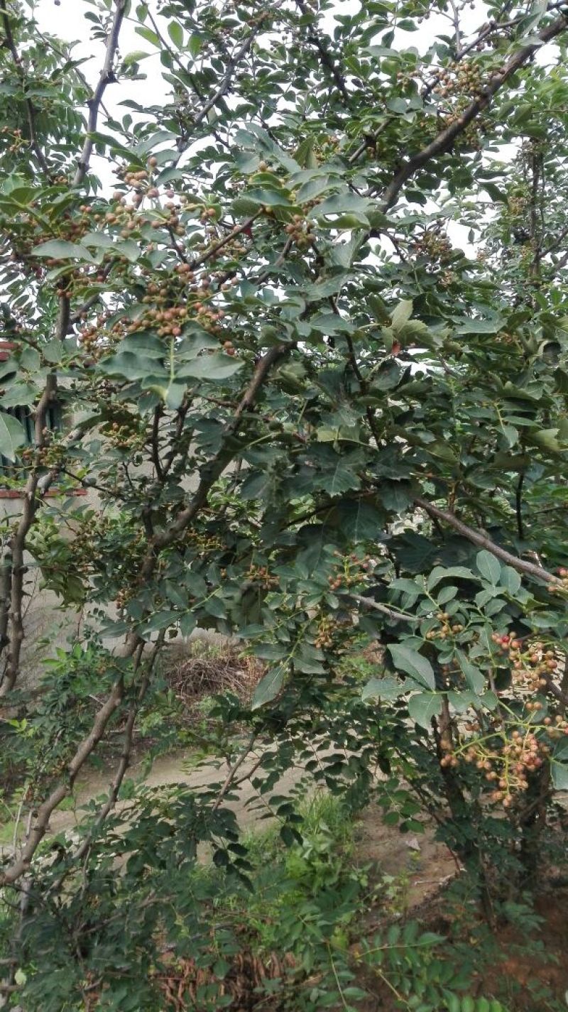 花椒苗0.5~1年