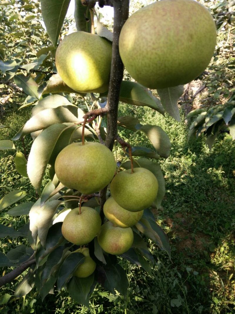 苹果梨200~250g光果