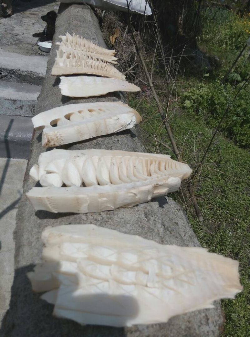 毛竹春笋10cm以下10~15cm15~20cm20
