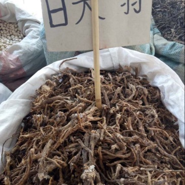 白头翁