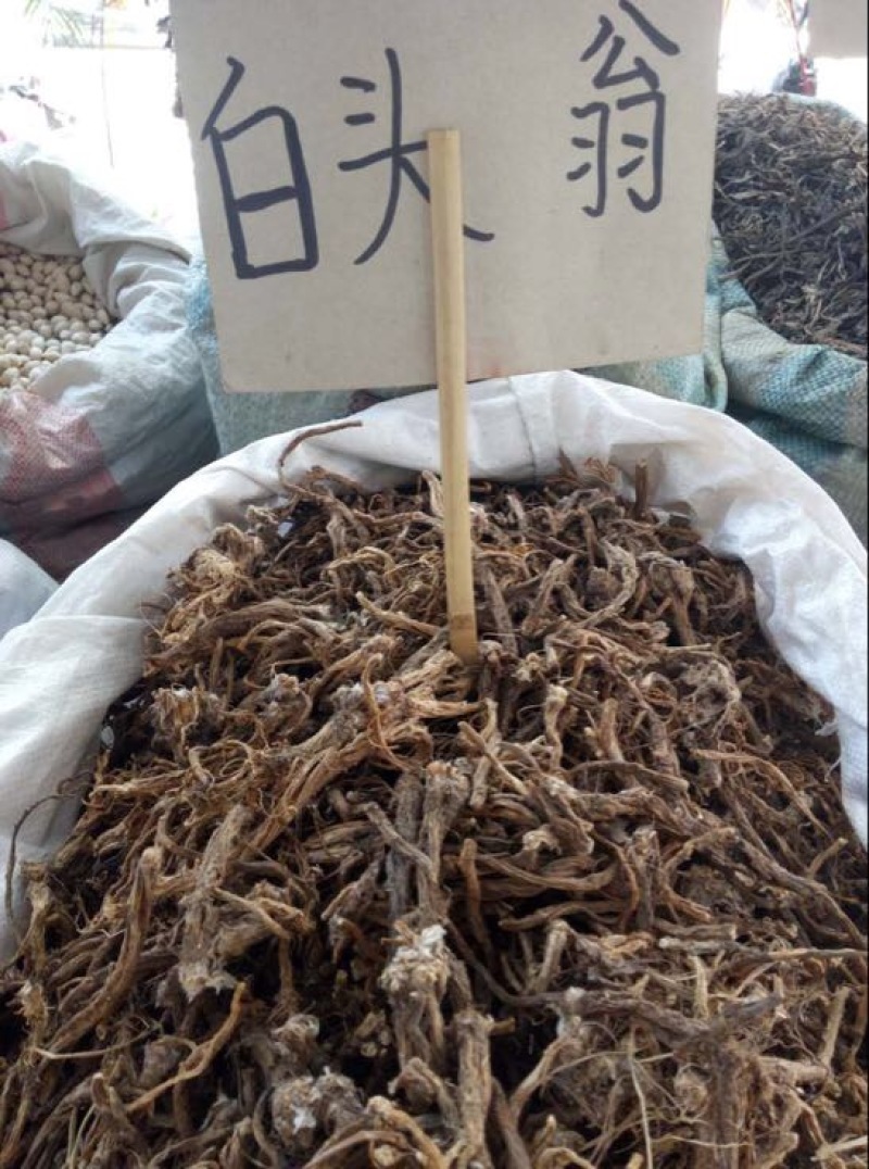 白头翁