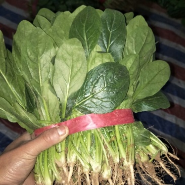 黑叶菠菜15~20厘米