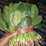 黑叶菠菜15~20厘米