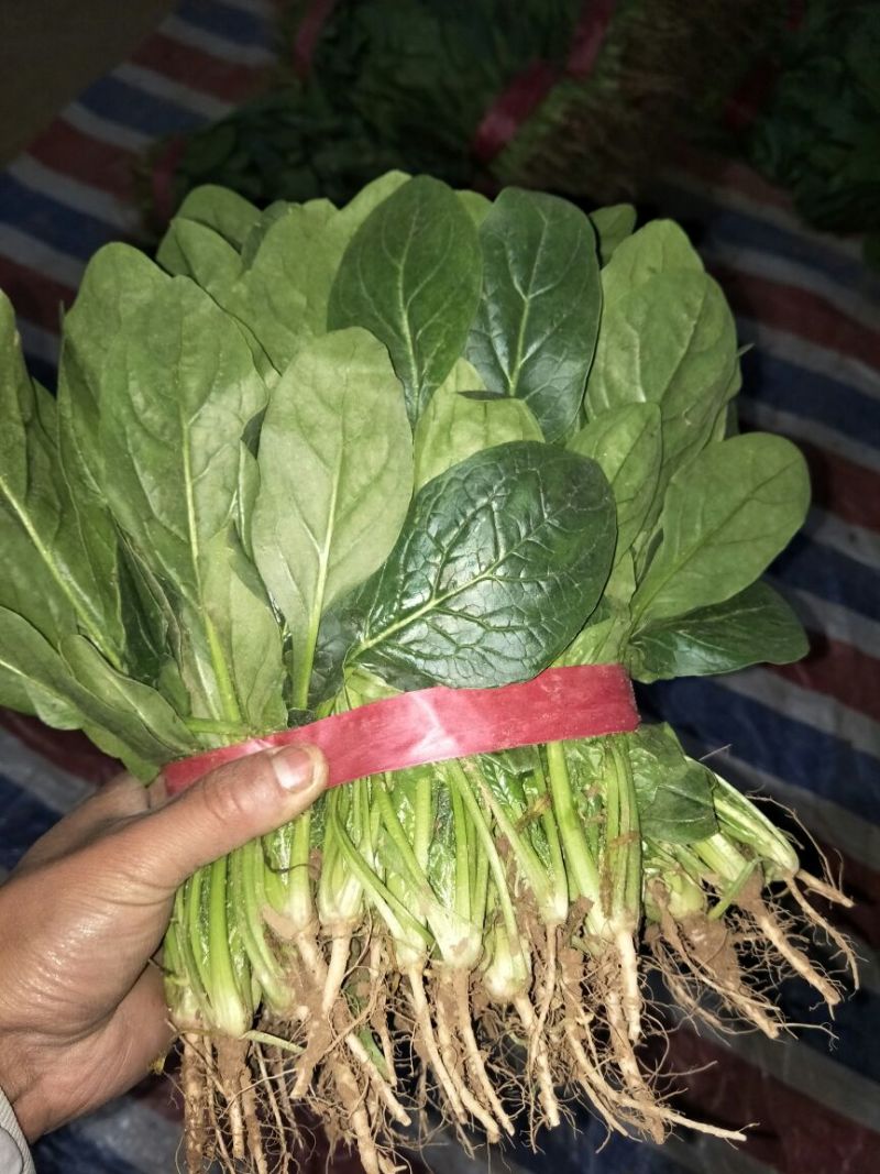 黑叶菠菜15~20厘米