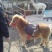 矮马100~200kg