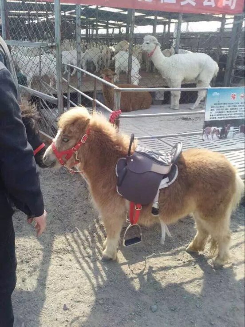 矮马100~200kg