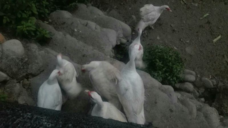 三黄鸡6月以下