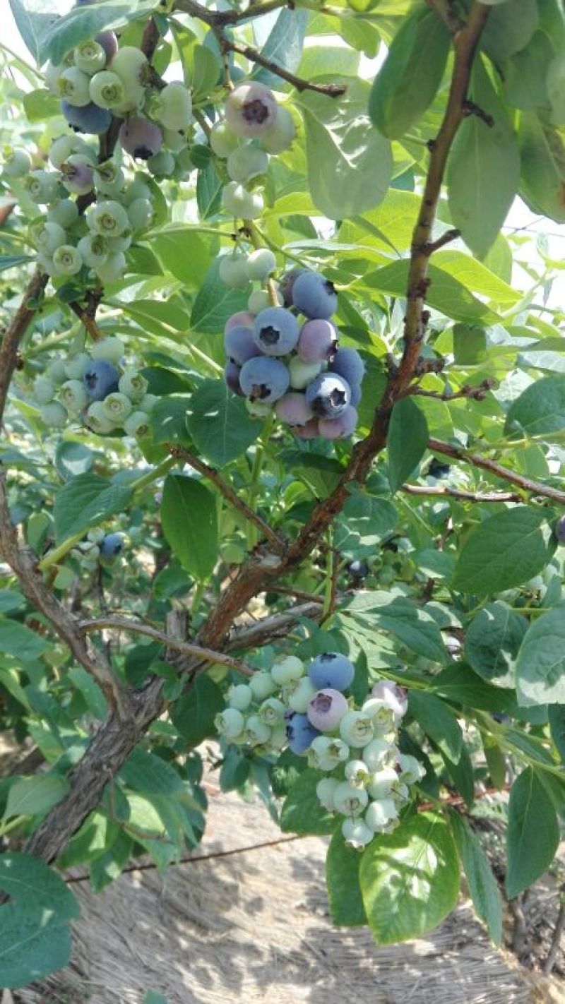 蓝莓12~14mm以上