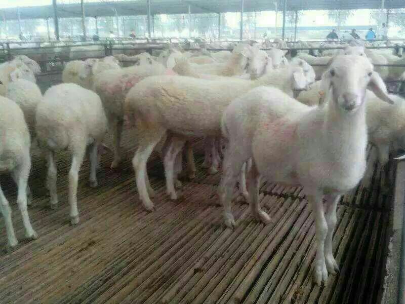 肉驴