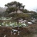 造型松10公分