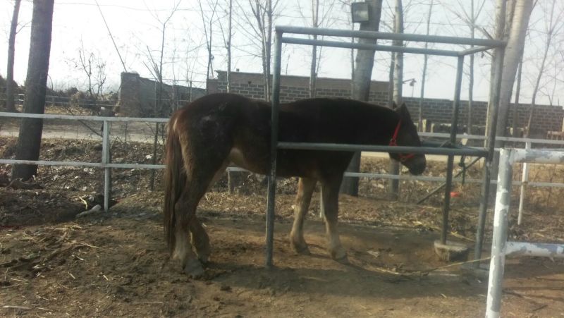 肉马