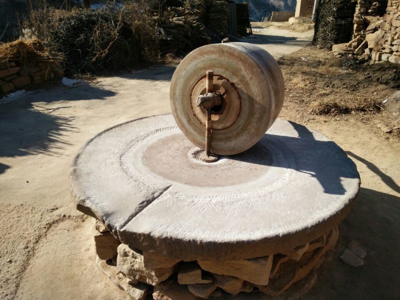 滩枣鲜枣通货