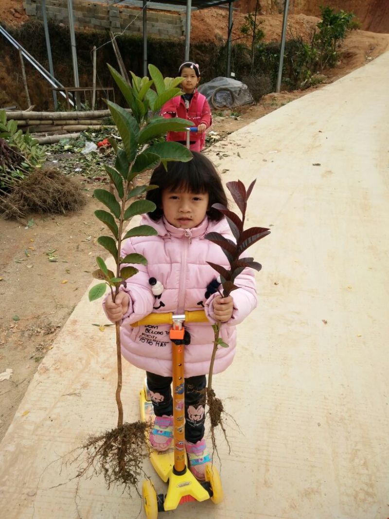 番石榴苗50~80cm