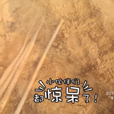 山药