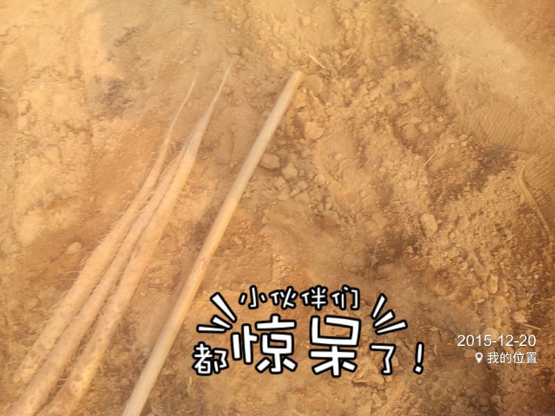 山药
