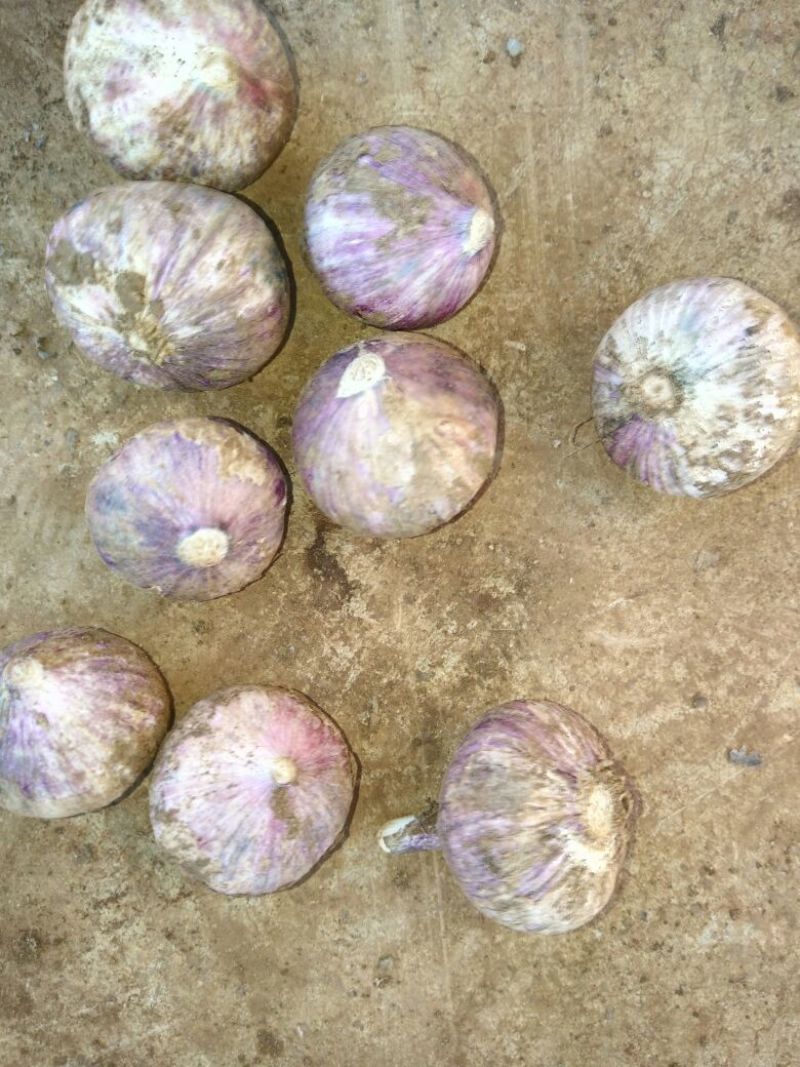 红蒜混级统货鲜蒜，百戶营，新知幼儿园