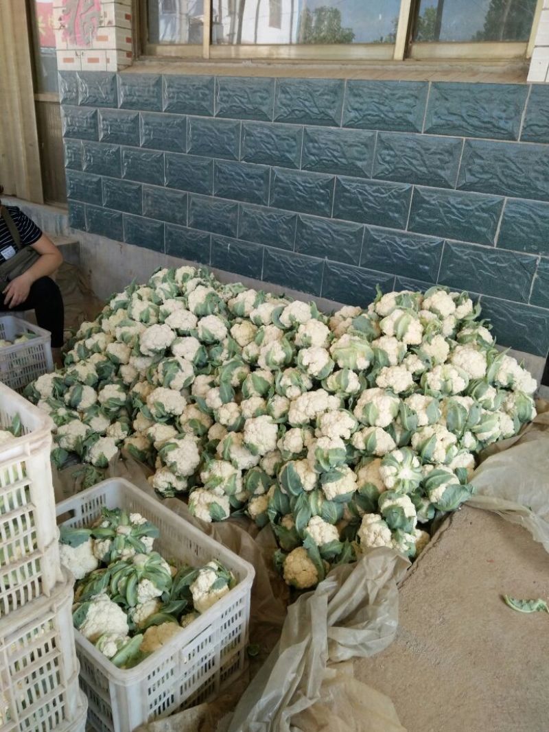 有机菜花青梗，米黄色，批发零售！可视频看货，可全国发
