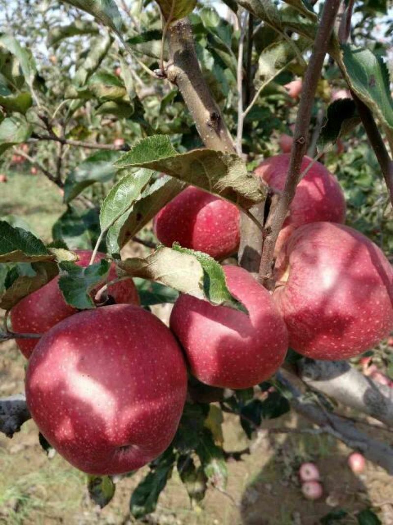 陕西秦冠苹果，光果秦冠，纸代秦冠冷库大量有贷