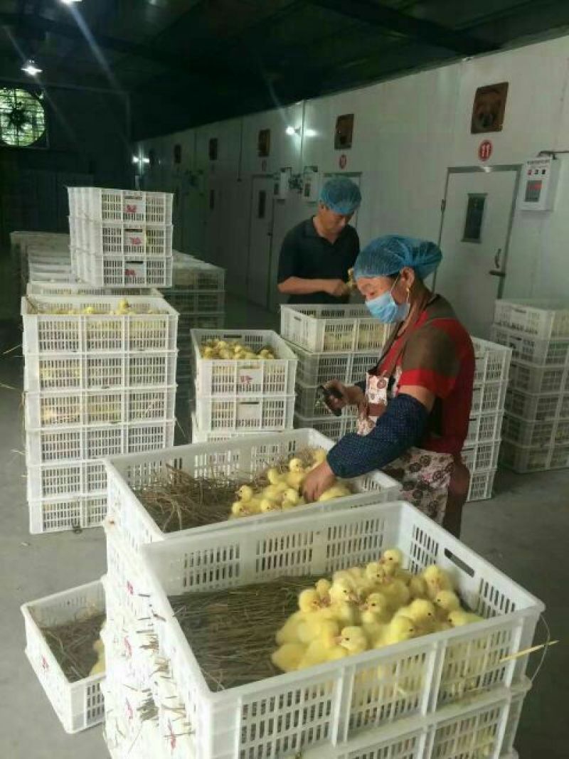鹅苗250g以下