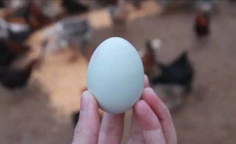 绿壳鸡蛋