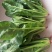 大叶菠菜
