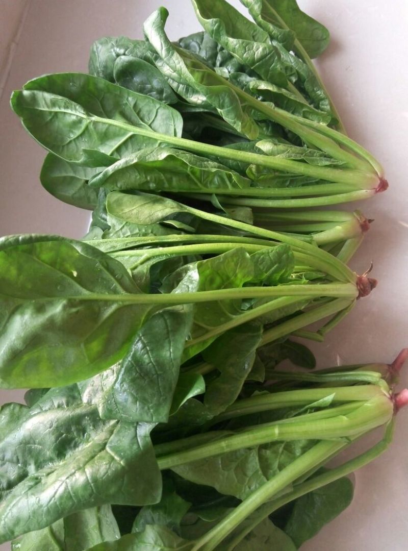 大叶菠菜