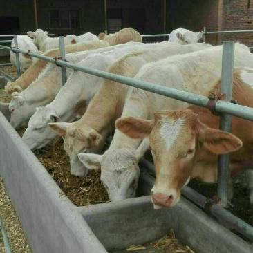 肉牛【高品质肉牛犊销售】