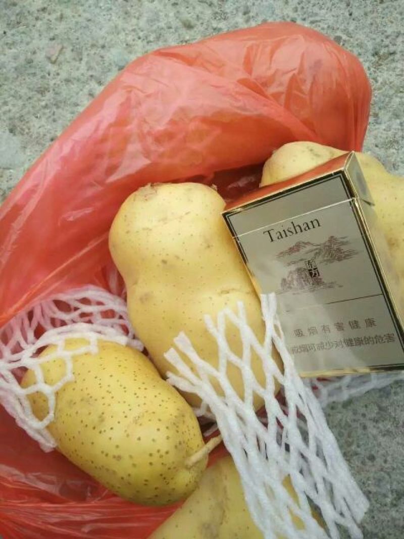 荷兰十五土豆市场、商超、电商、微商支持一件代发