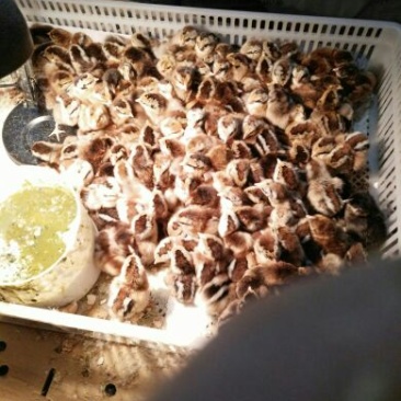土鸡苗
