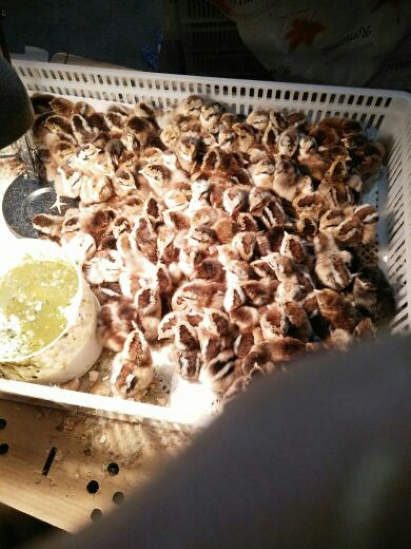 土鸡苗